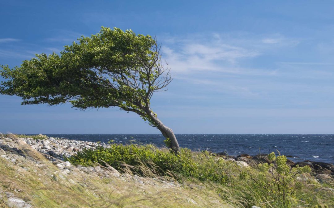 Annexe arbre sous le vent.jpg