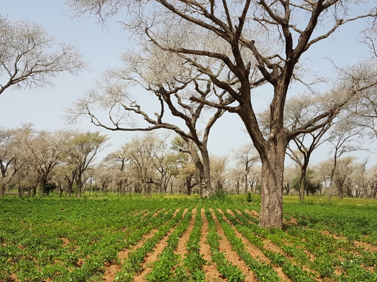 Annexe Faidherbia en saison pluvieuse.jpg