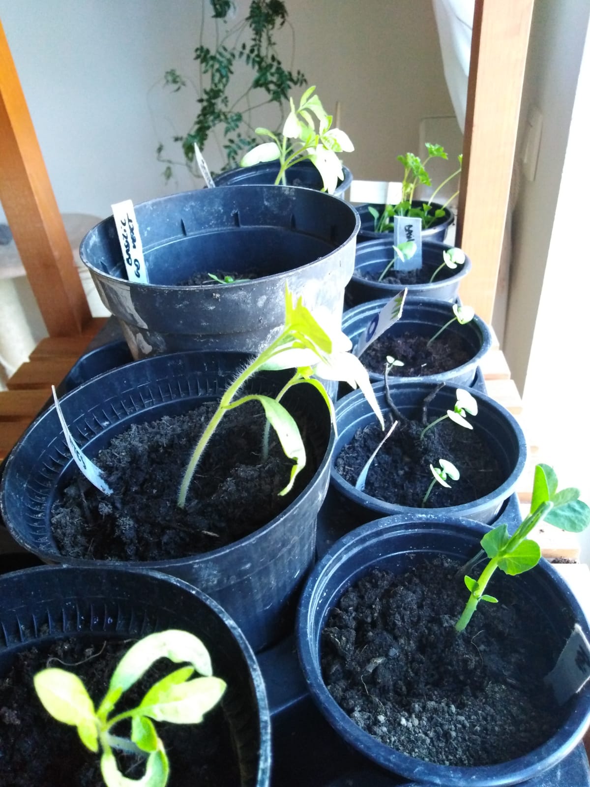 Annexe WhatsApp Image 2020-04-21 at 10.25.24.jpeg