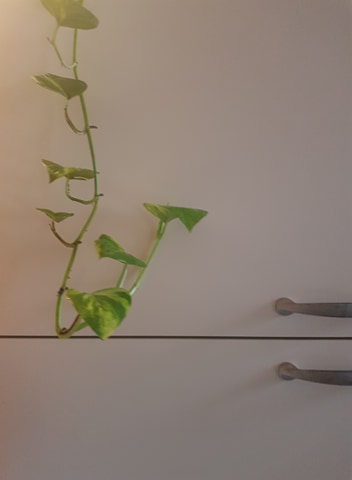 Annexe 94149087_554156365518694_3611419363896197120_n.jpg