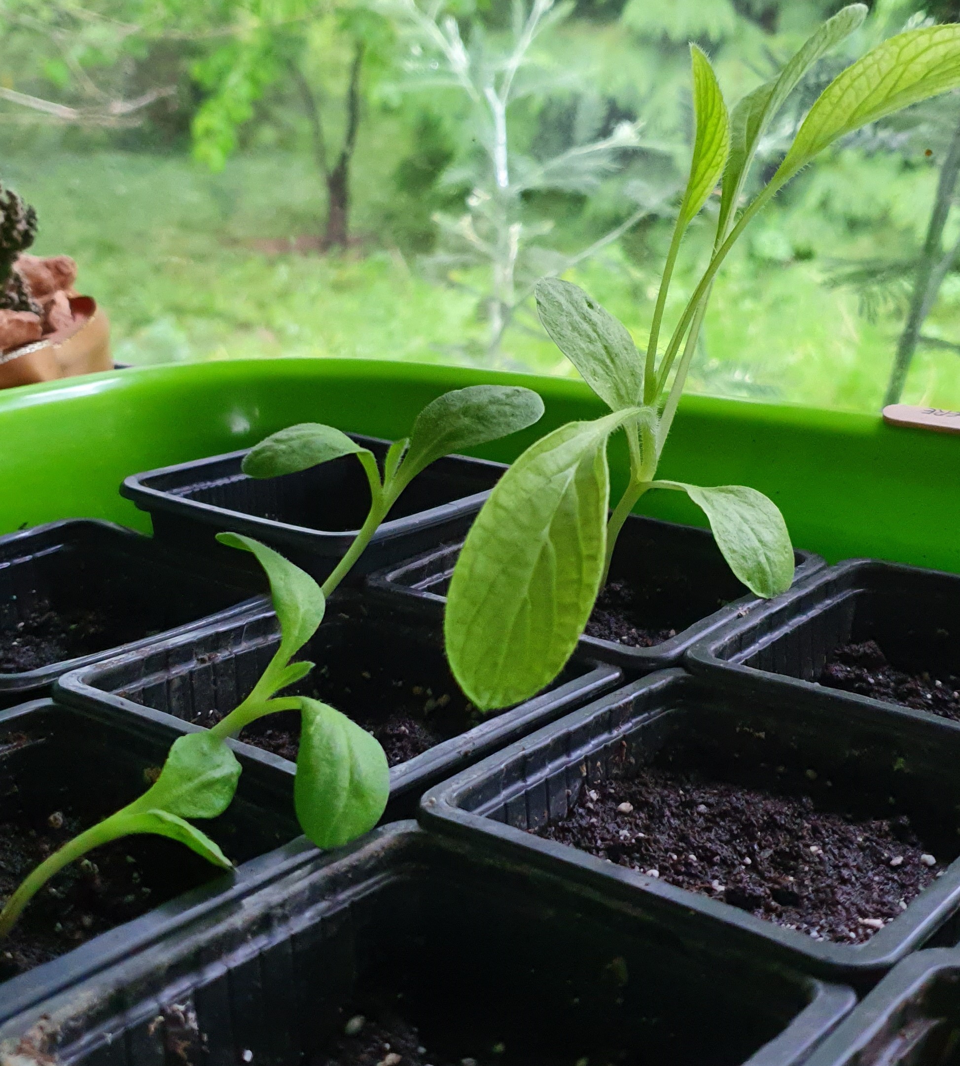 Annexe semis de bourrache .jpg