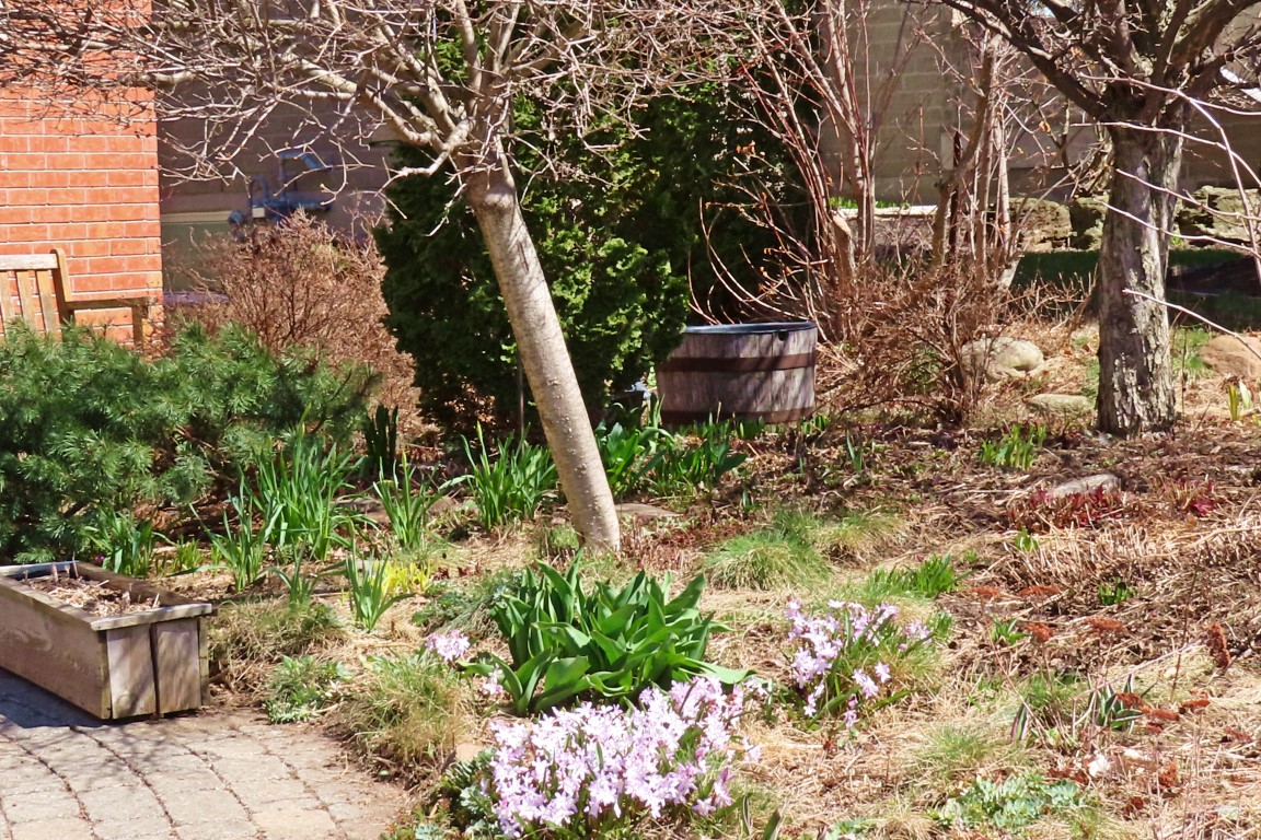 Annexe LilasJosée IMG_9536 (Medium).JPG