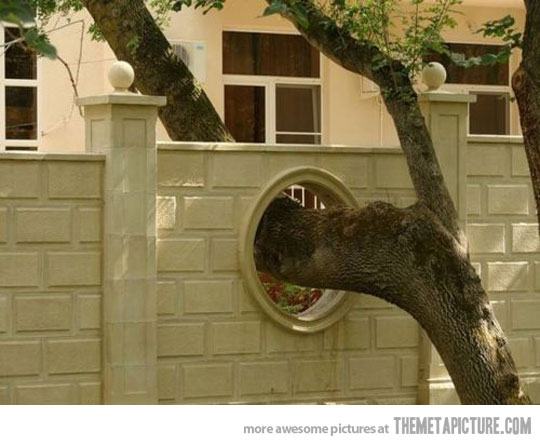 Annexe funny-weird-tree-wall.jpg