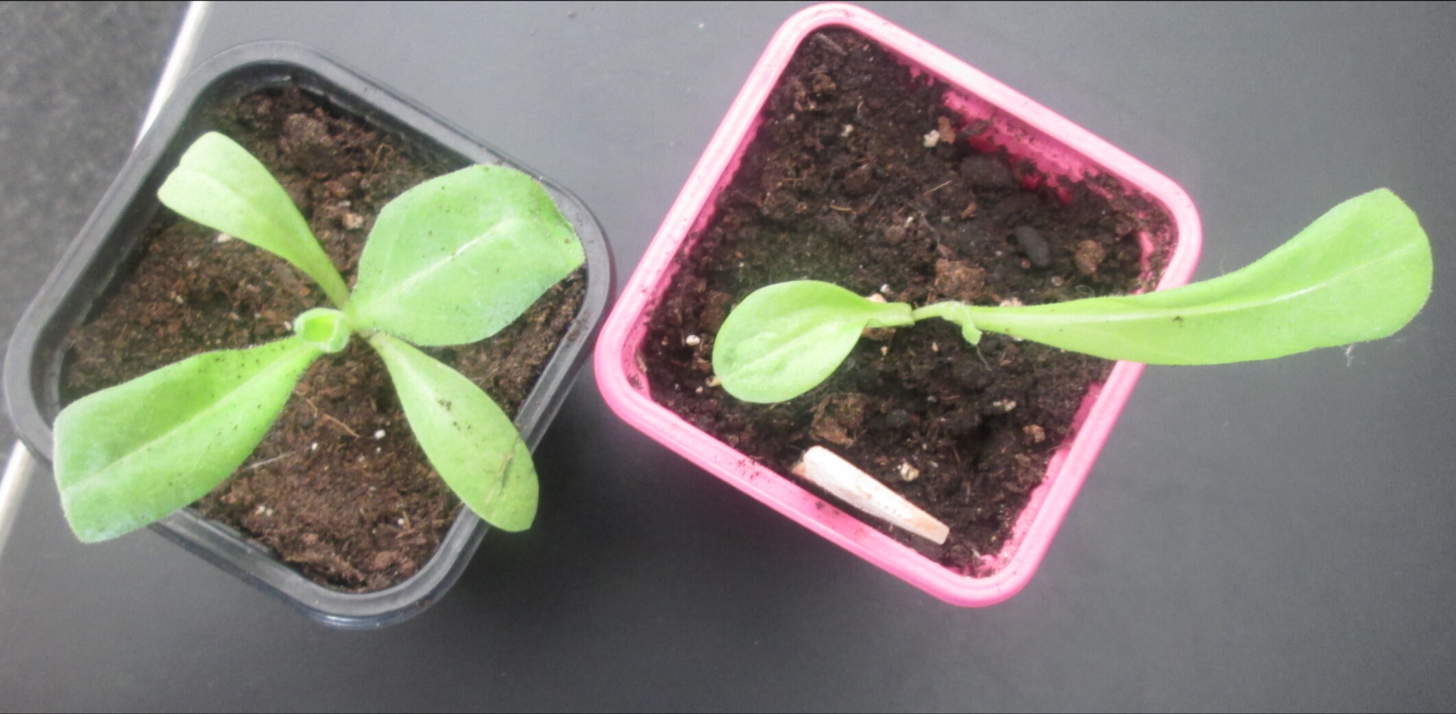 Annexe IMG_20200422_092148.jpg