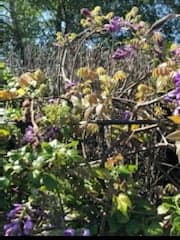 Annexe glycine templouz.jpg