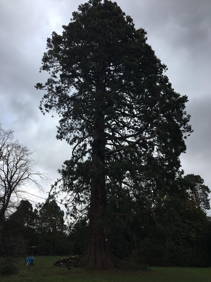 Annexe Séquoia de Windeck.jpg