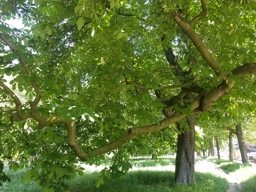 Annexe Marronnier bizarre.jpg