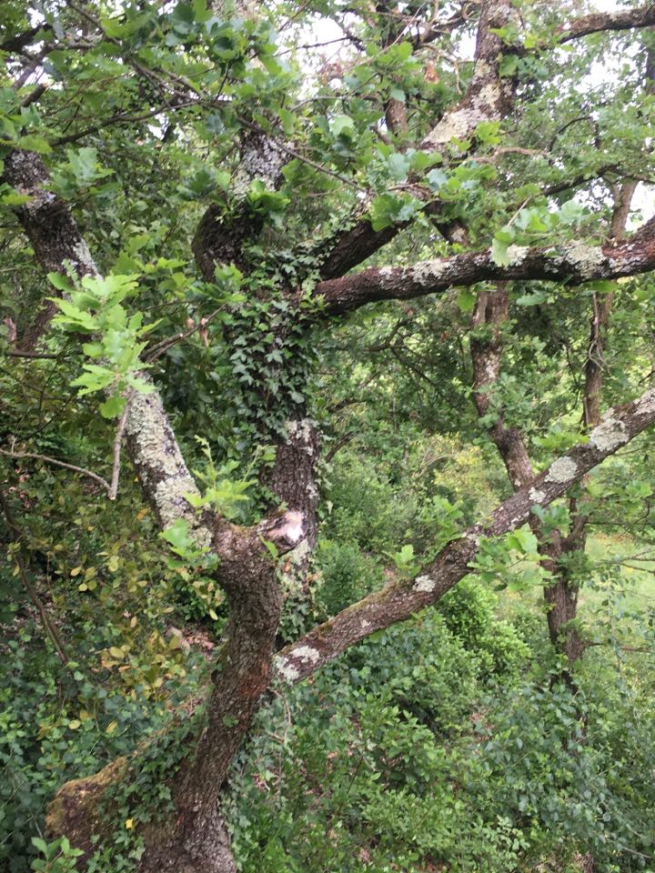 Annexe 94259244_226424798582967_488764963297427456_n.jpg