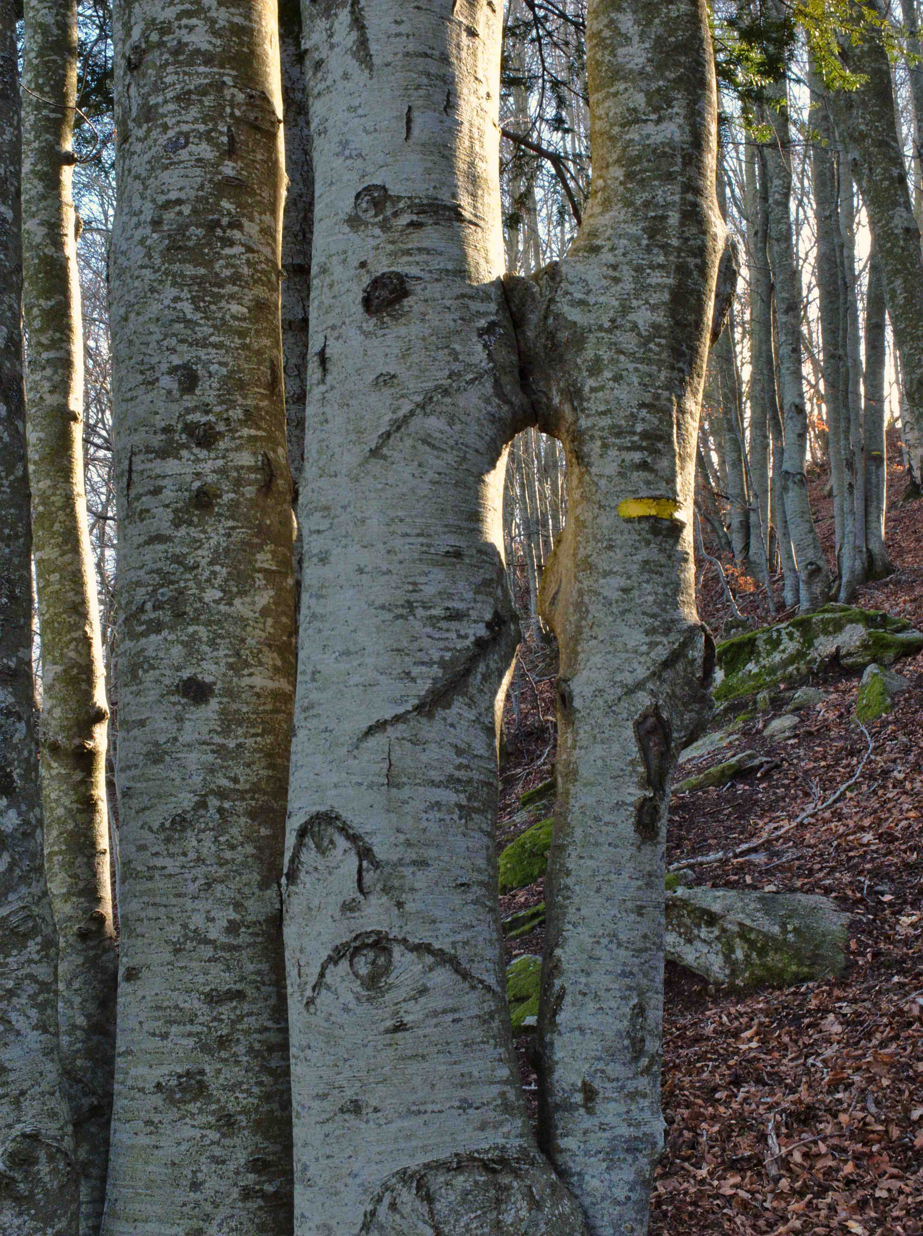 Annexe Hetres amoureux.jpg