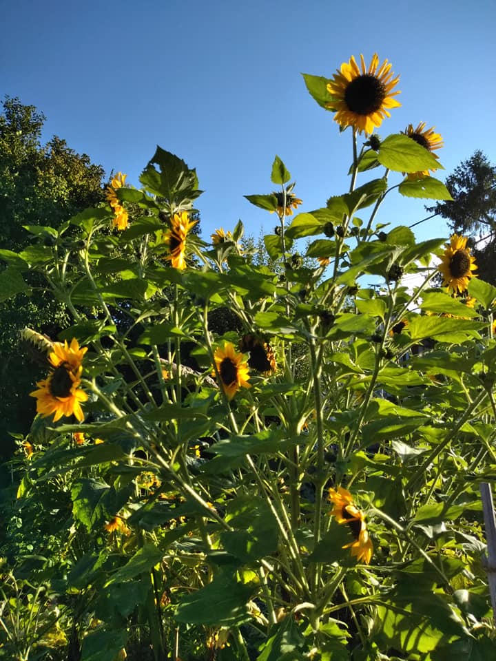 Annexe le-tournesol.jpg