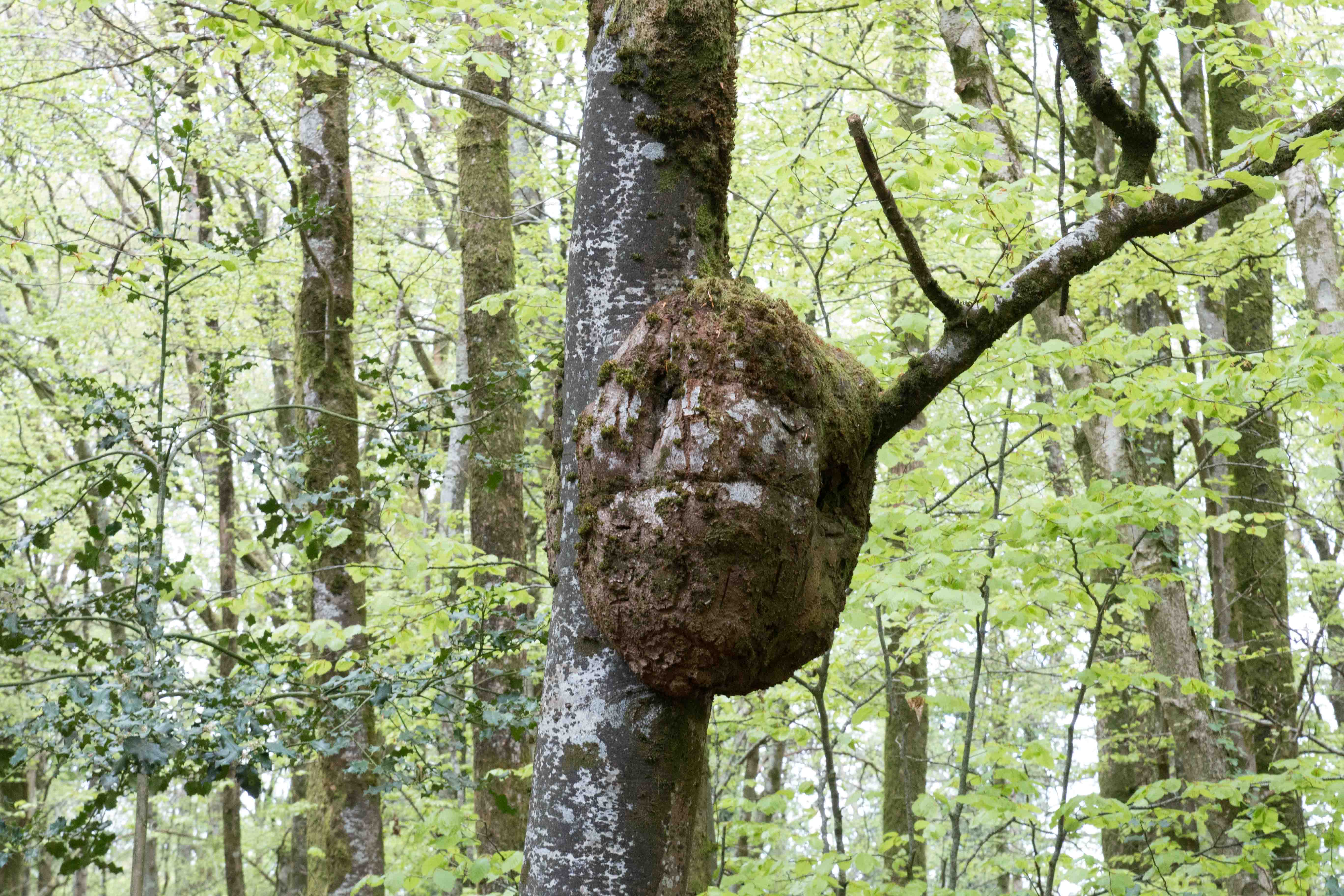 Annexe Loupe ou broussin sur un Hêtre-2.jpg