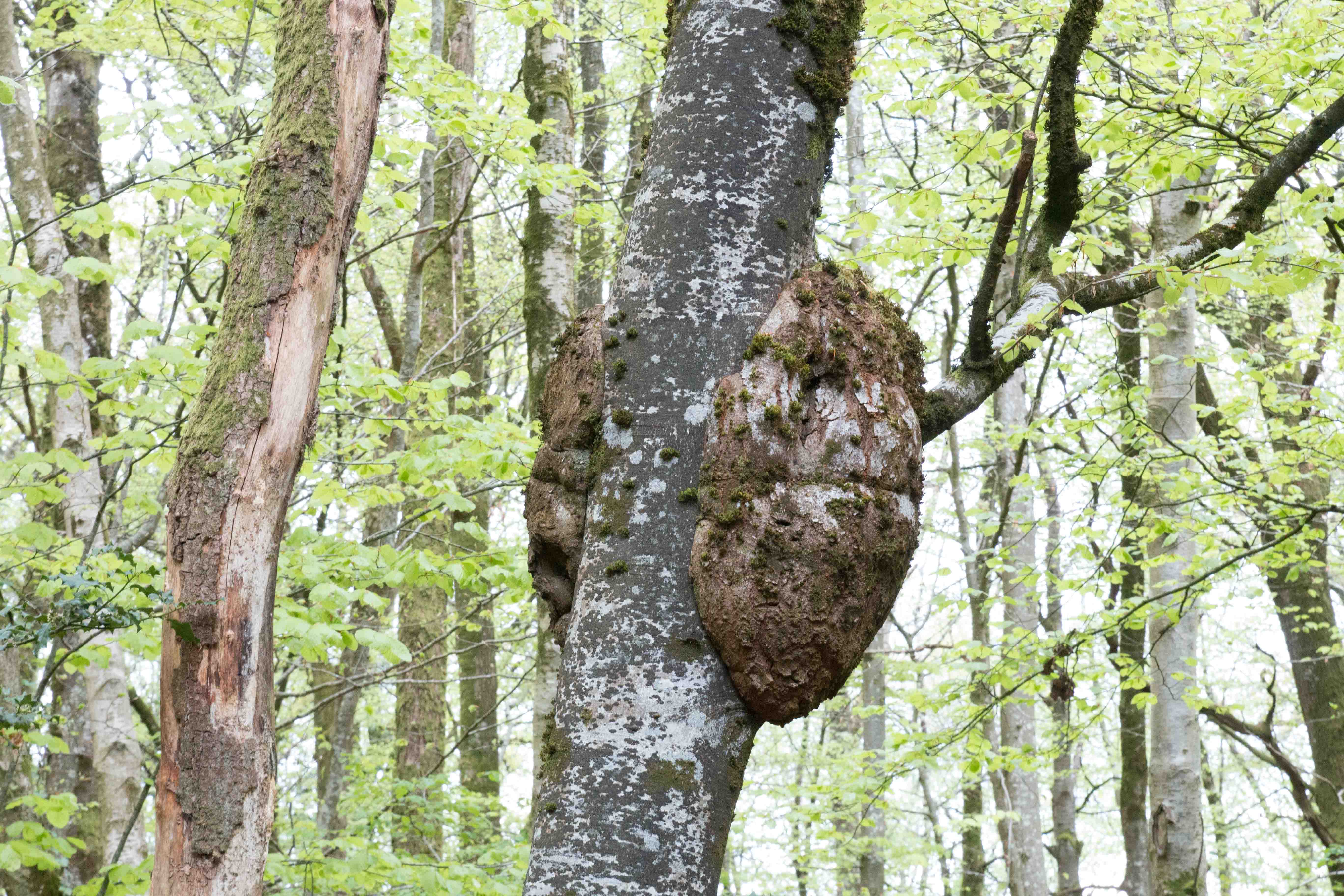 Annexe Loupe ou broussin sur un Hêtre-3.jpg