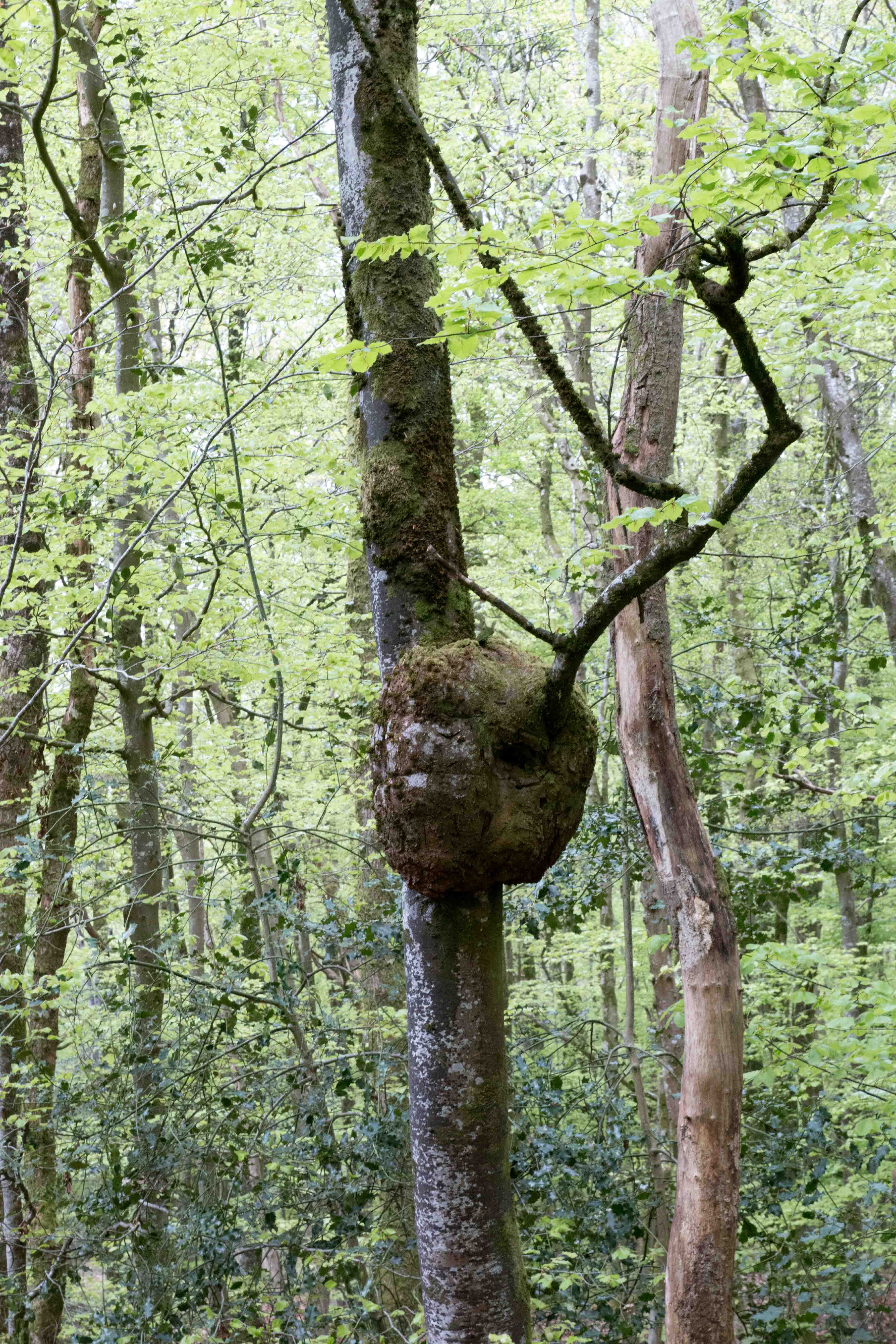 Annexe Loupe ou broussin sur un Hêtre.jpg