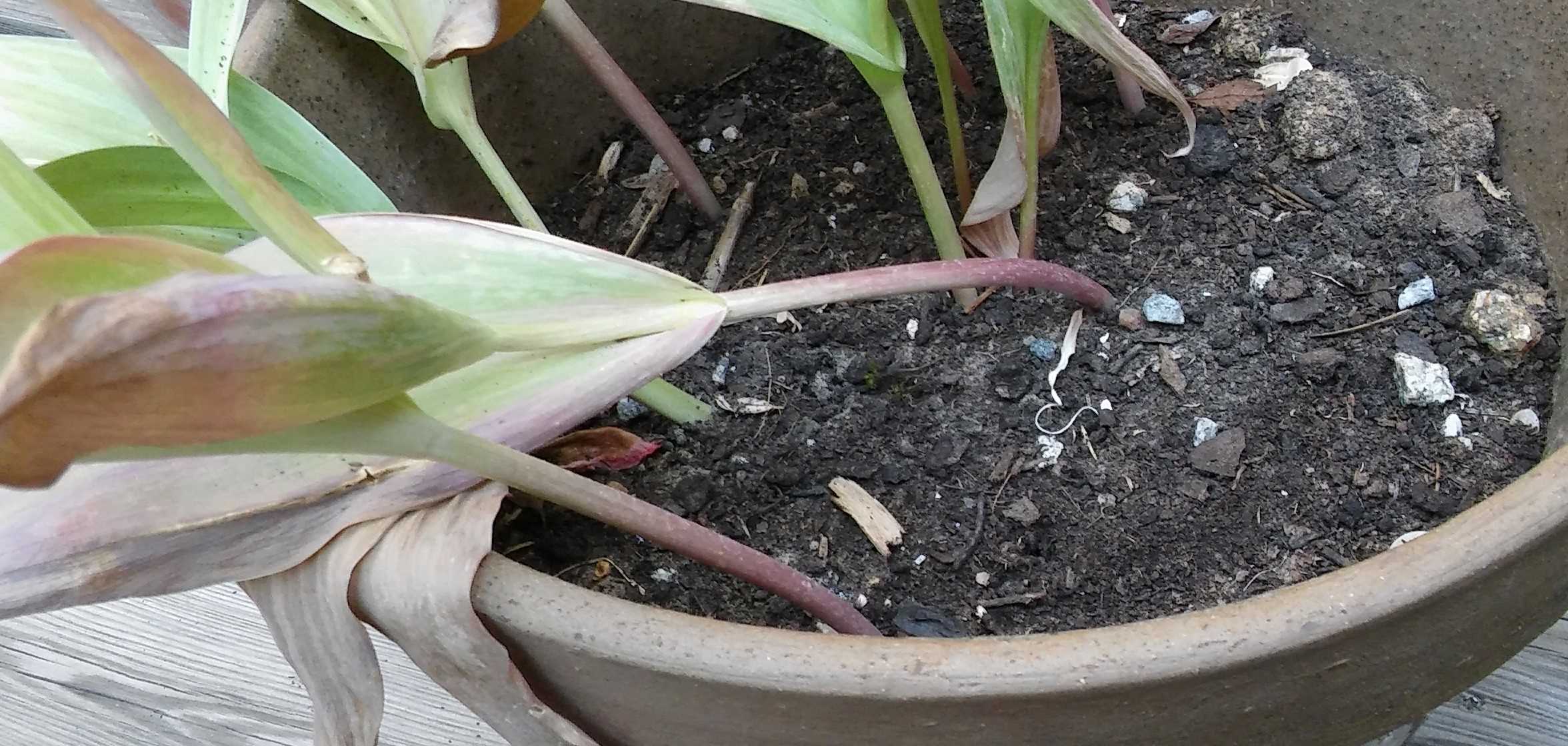 Annexe Pied de tulipe cherchant la lumière1-23avr20.jpg