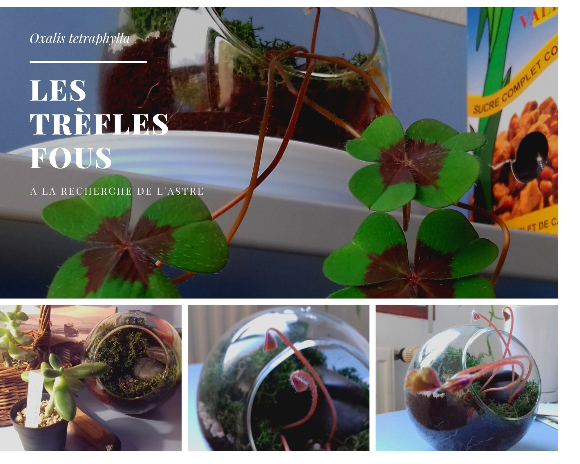 Annexe Simple Look of the Day Photo Collage.jpg