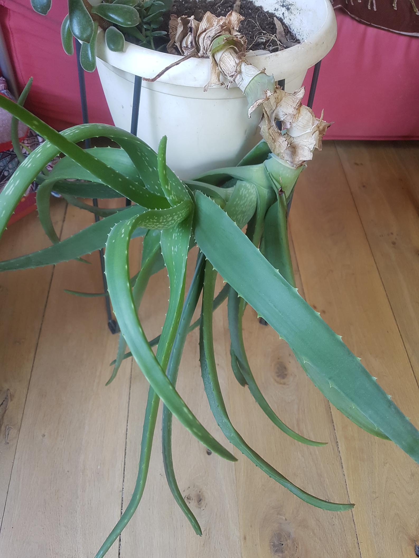 Annexe ALOE VERA 23 04 20reduit.jpg