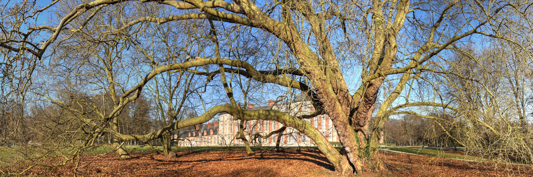 Annexe arbres-remarquables-platane-chamarande-20161201038.jpg