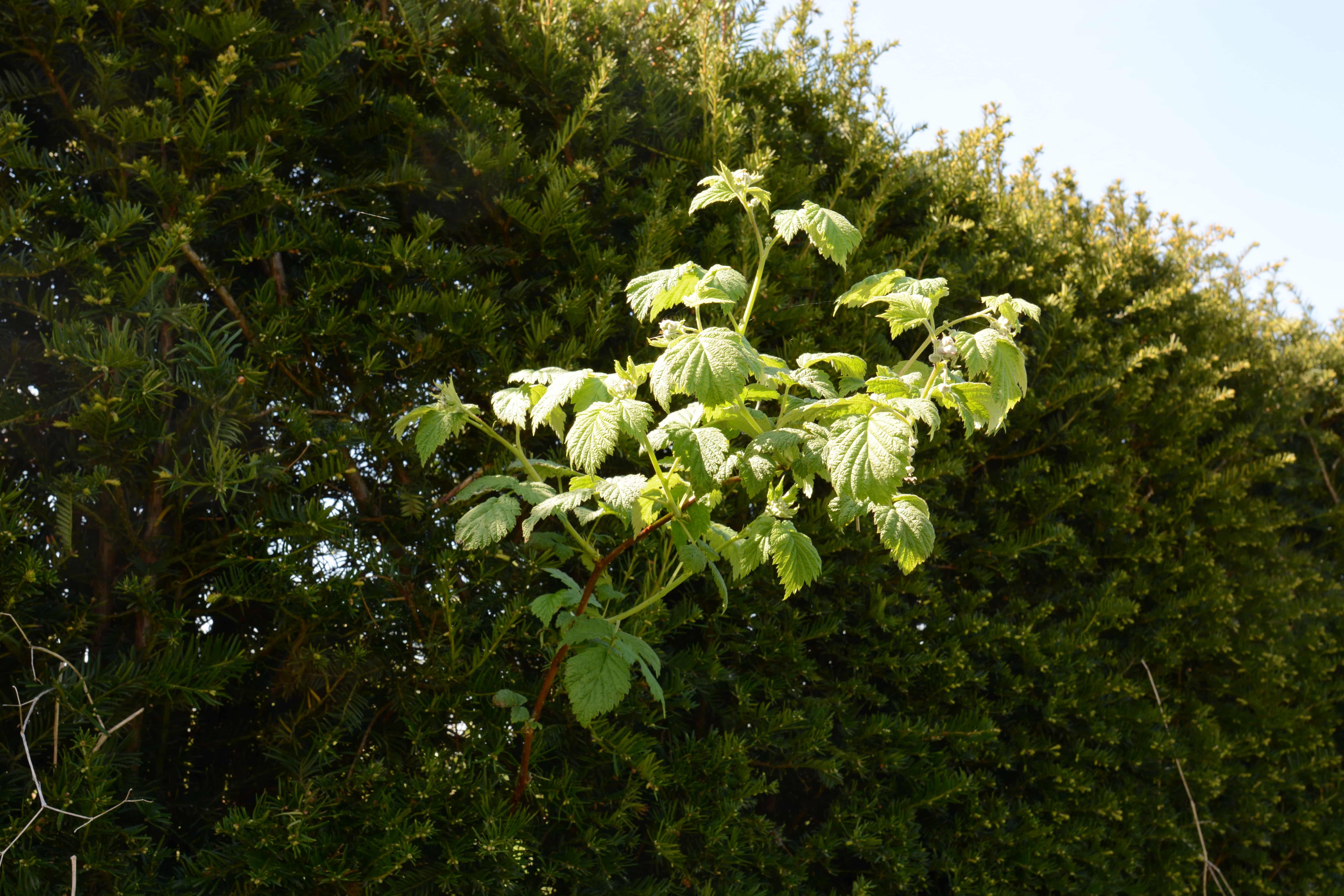 Annexe 710_9632-min.JPG