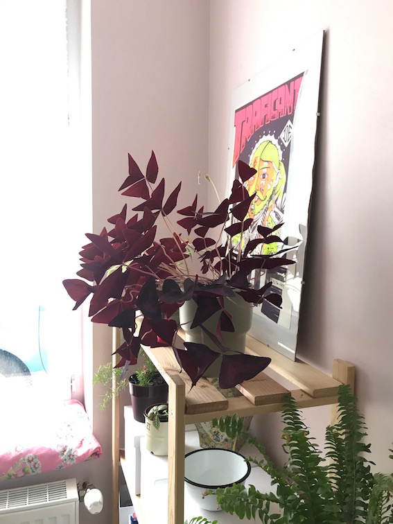 Annexe oxalis-pourpre.jpg