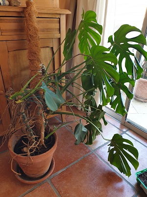 Annexe philodendron.jpg
