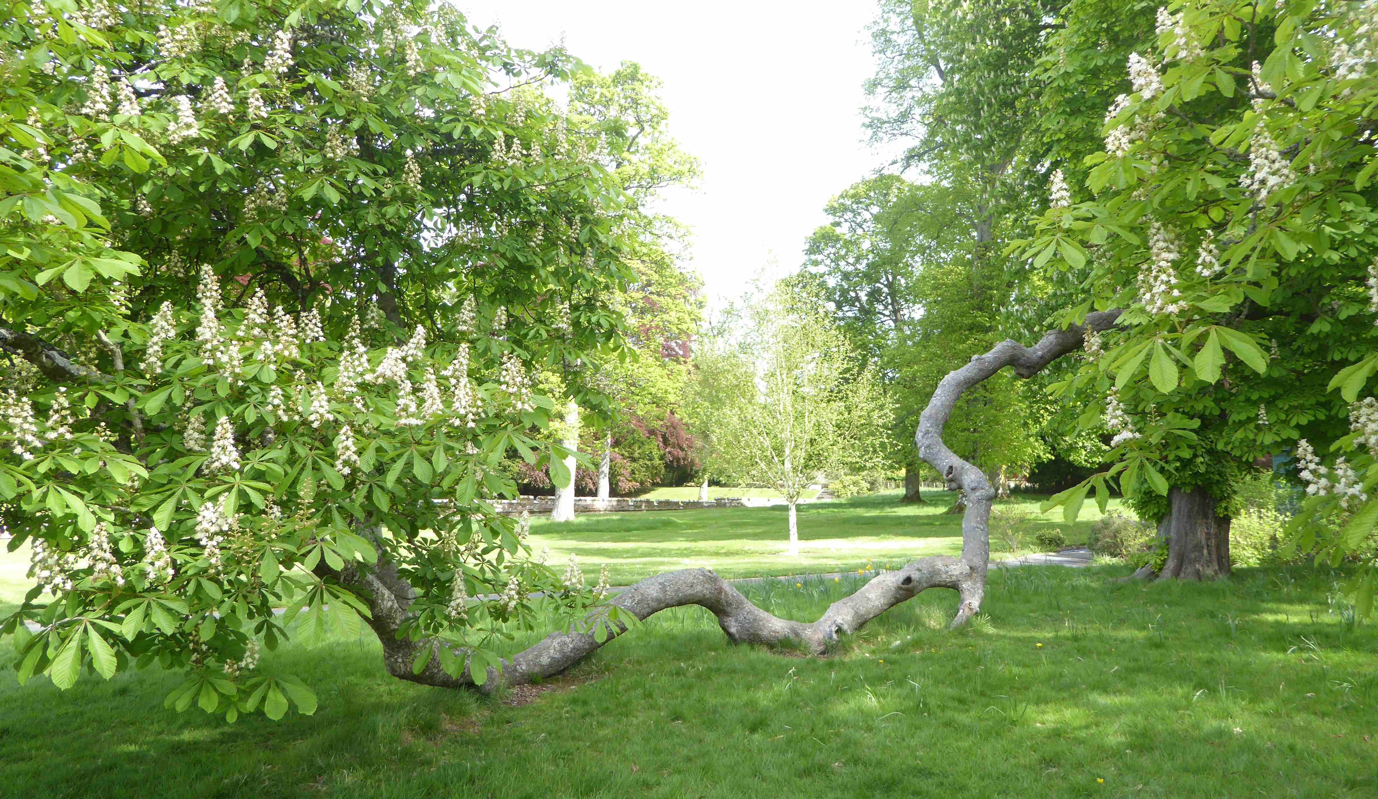 Annexe P1240615 Perth Scone Palace.JPG