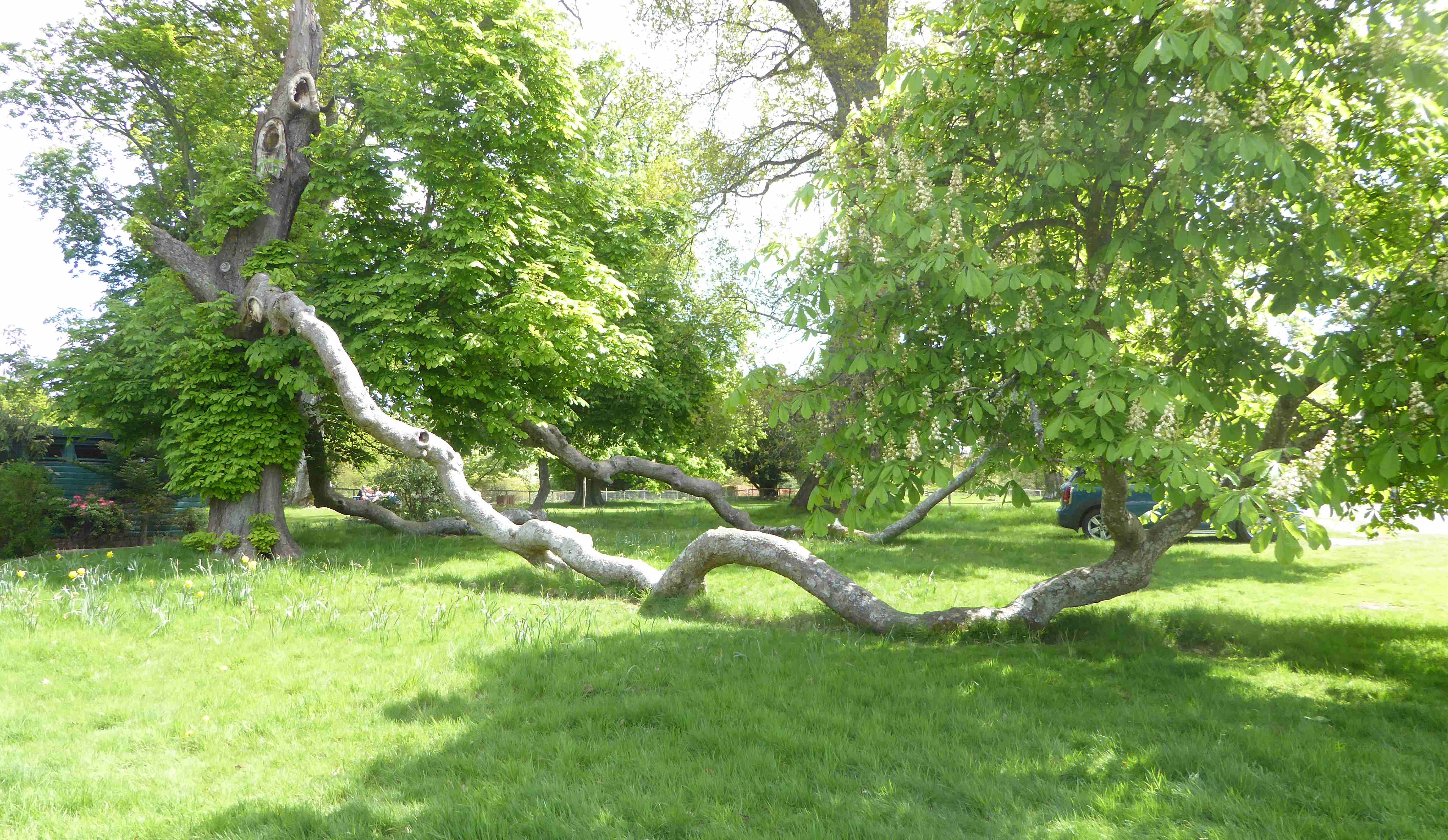 Annexe P1240678 Perth Scone Palace marronnier.JPG