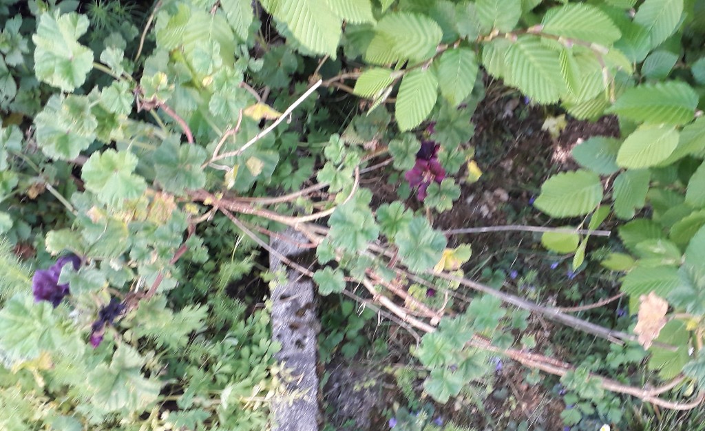 Annexe mauve ligneuse bois.jpg