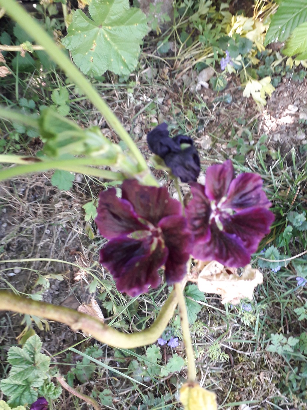 Annexe mauve ligneuse.jpg