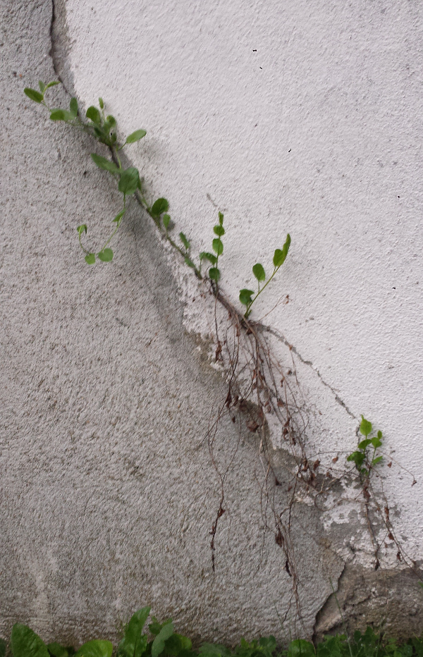 Annexe 20200420_200942b.jpg