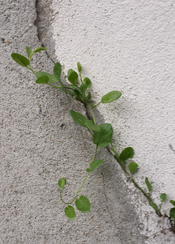 Annexe 20200420_201005b.jpg