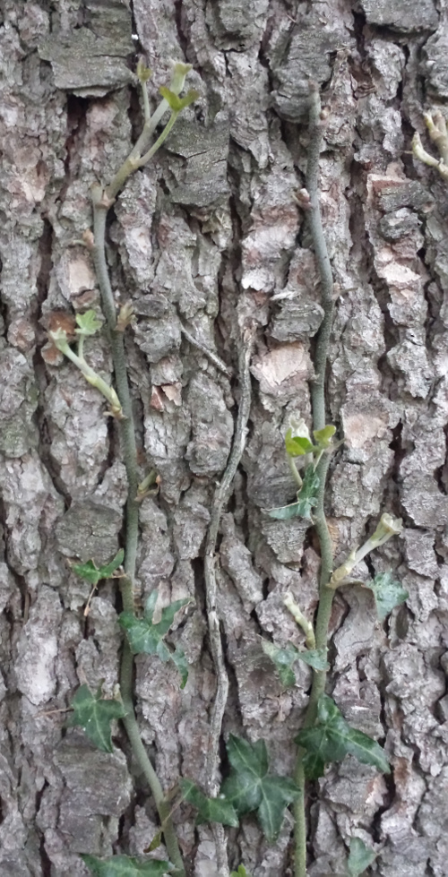 Annexe 20200420_201217b.jpg