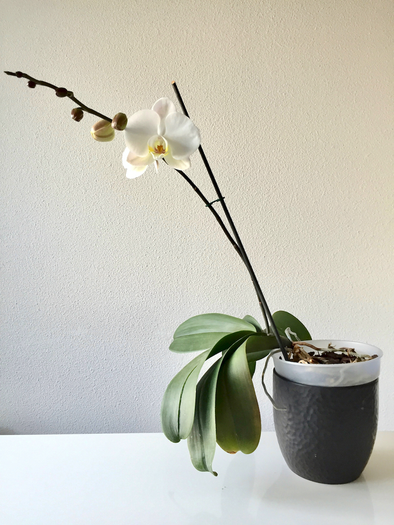 Annexe orchidée.jpg