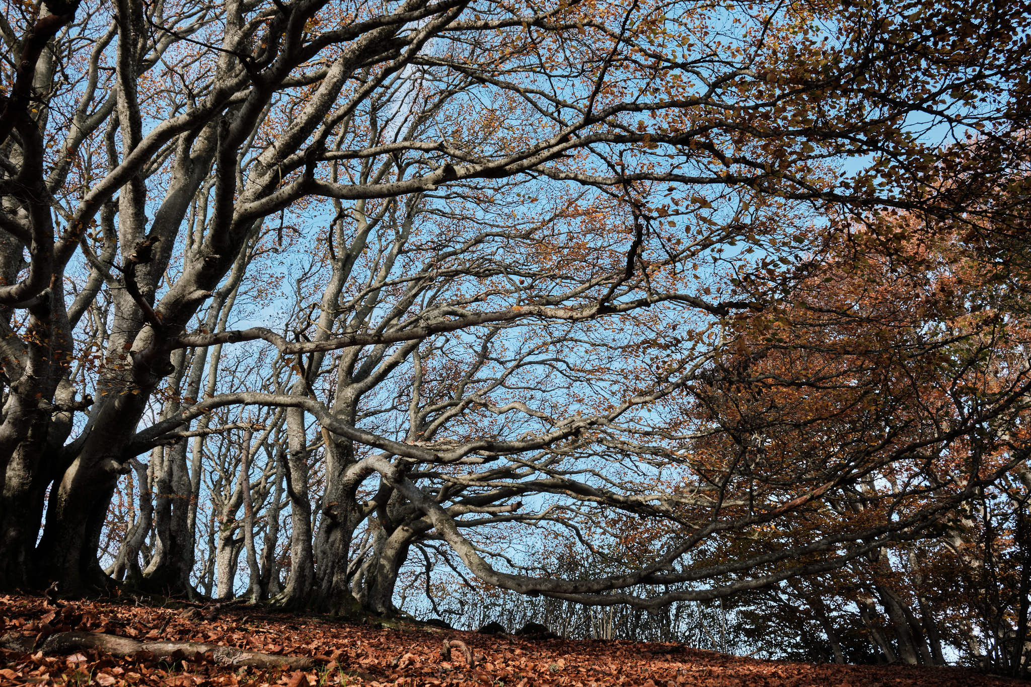 Annexe hêtres 2.jpg