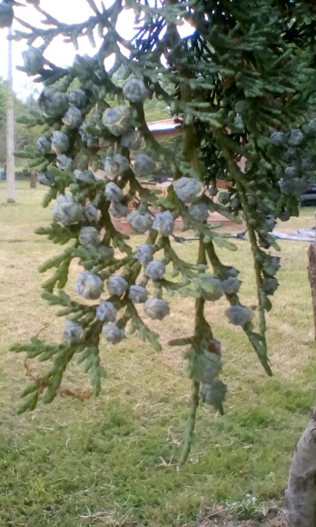 Annexe IMG_20200424_123216.jpg