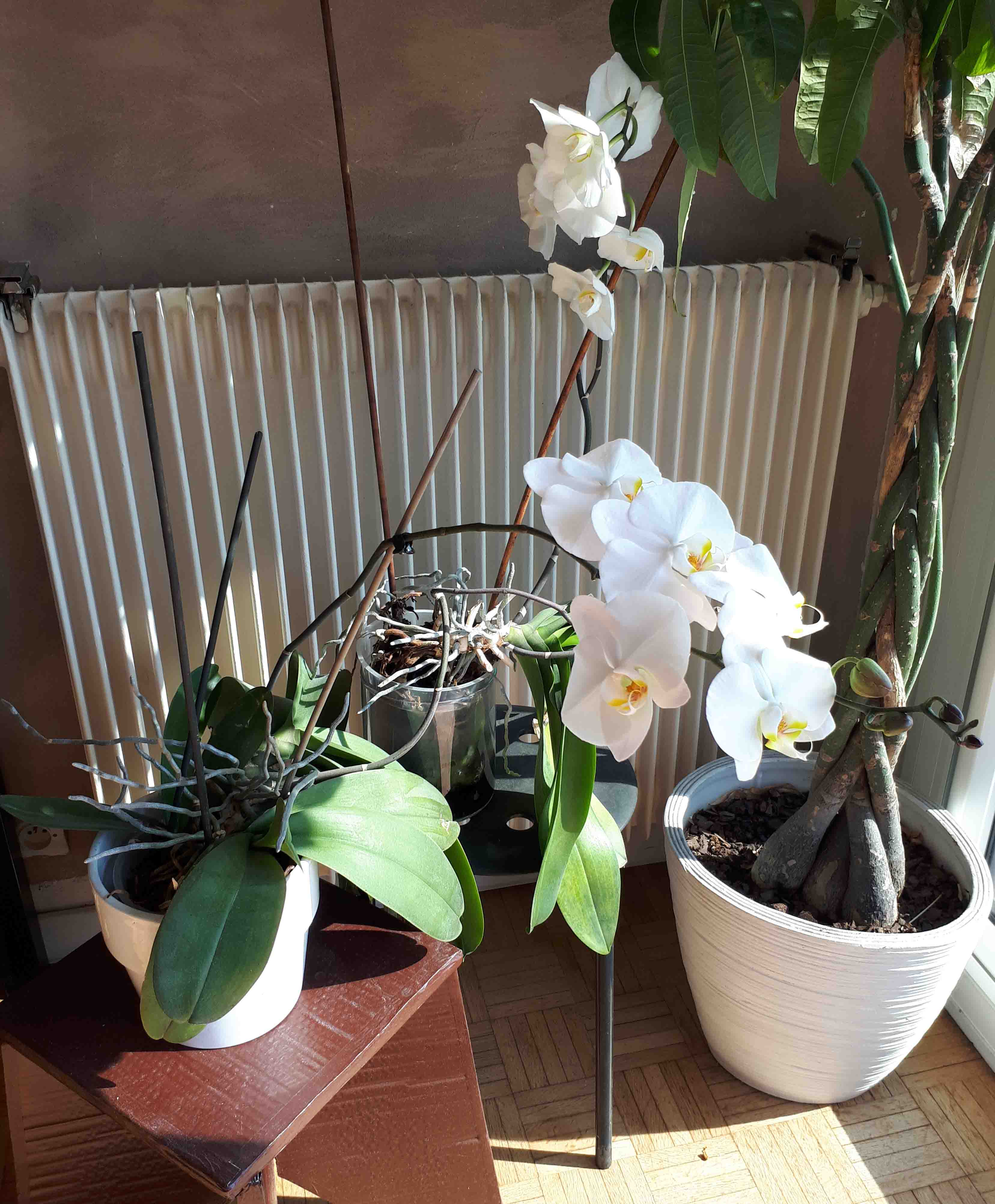 Annexe Orchidée 2.jpg