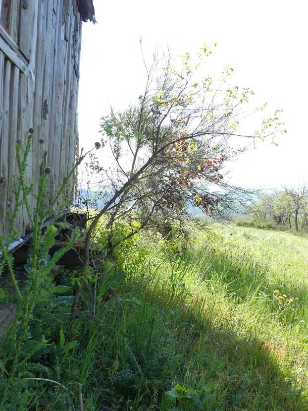 Annexe chêne penché.JPG