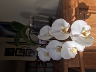 Annexe IMG_3431 Orquidea.JPG