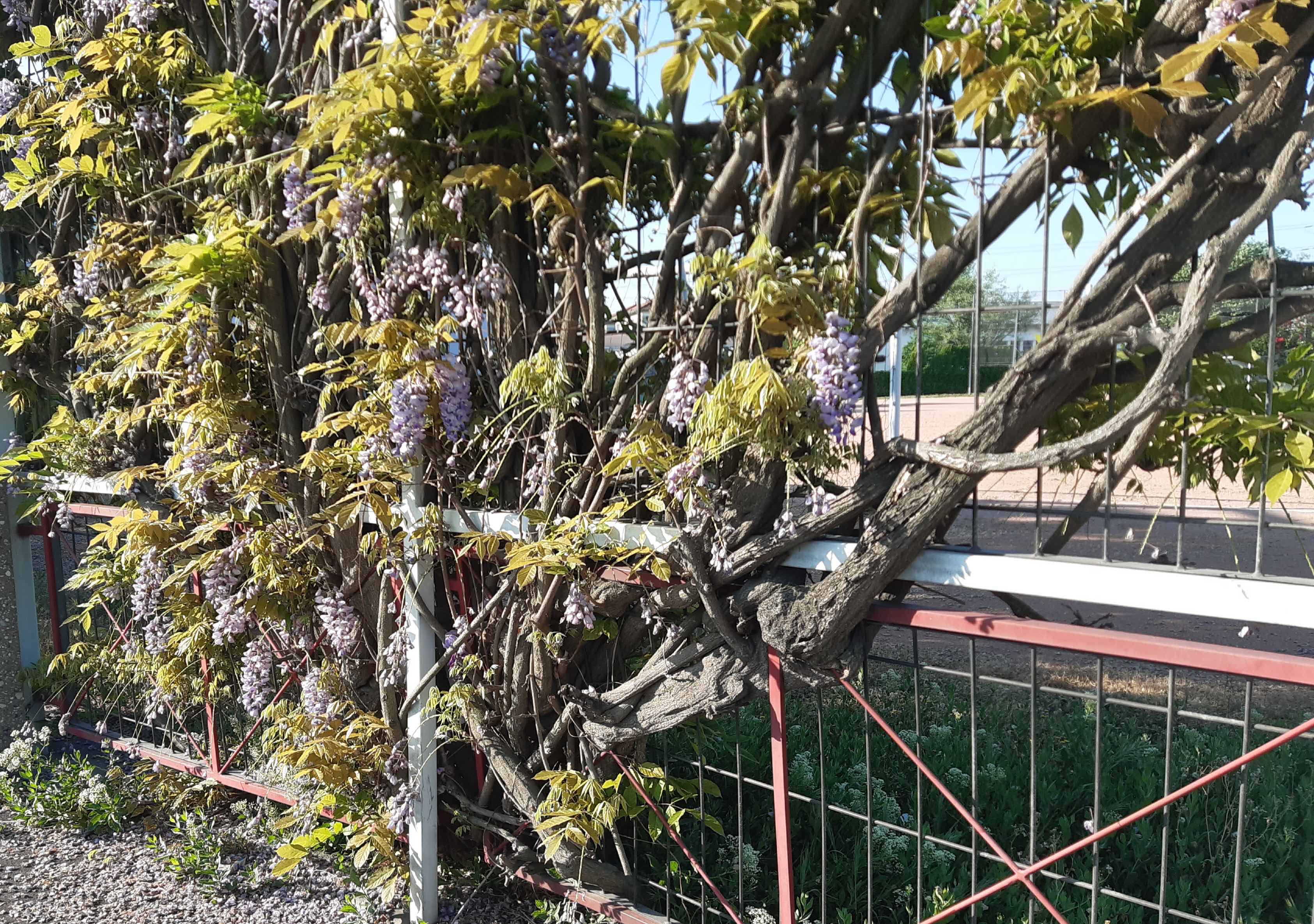 Annexe 20200424_192801.jpg