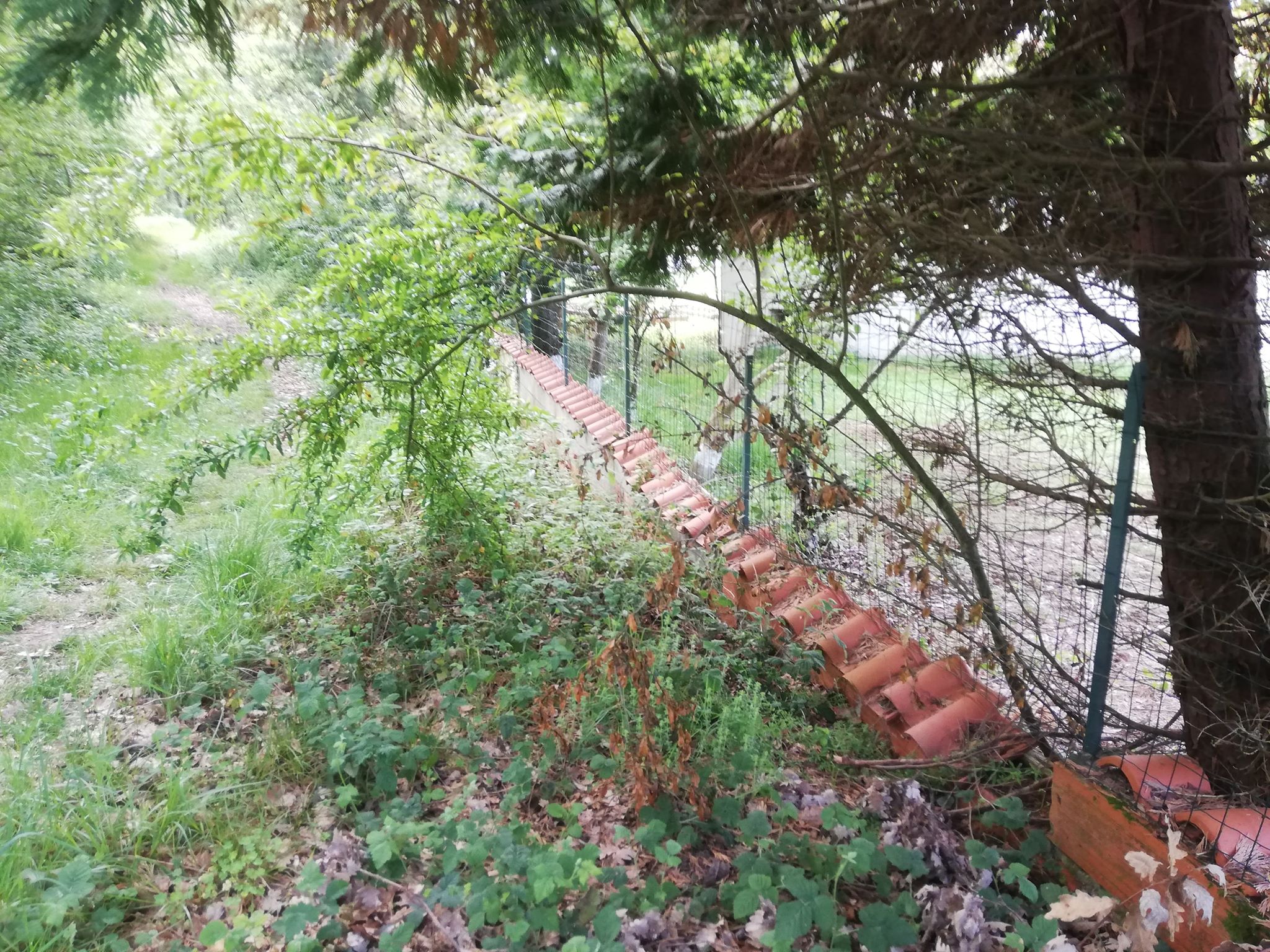 Annexe pyracantha coccinea.jpg