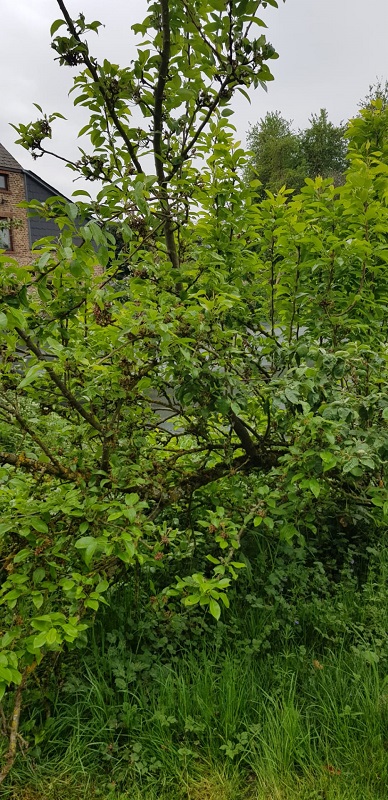 Annexe poirier-bizarre3.jpg