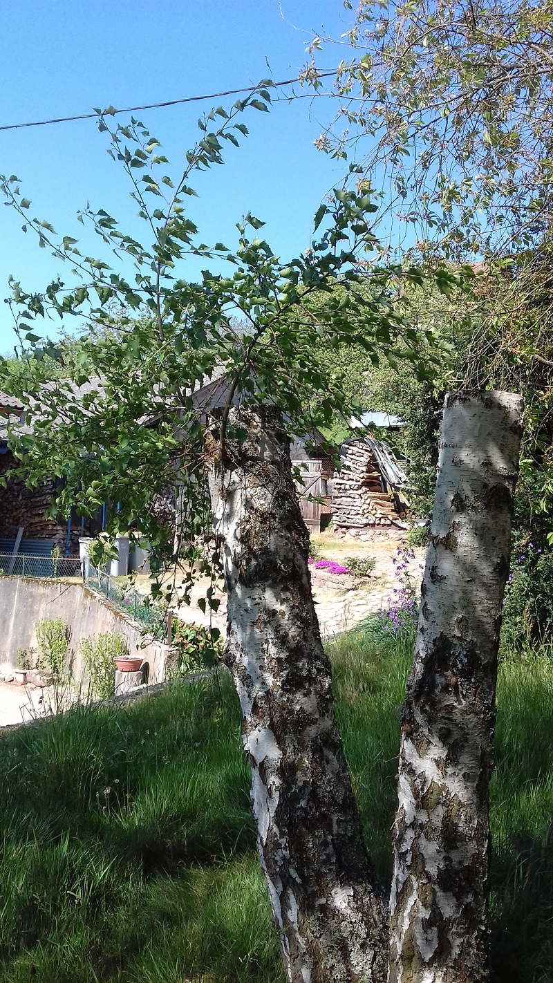 Annexe 20200425_111002.jpg