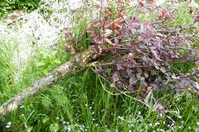 Annexe Prunus-couché.JPG