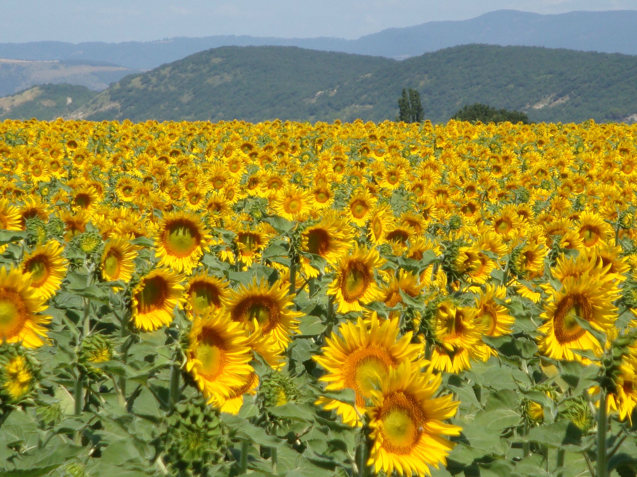 Annexe champ de Tournessols.jpg