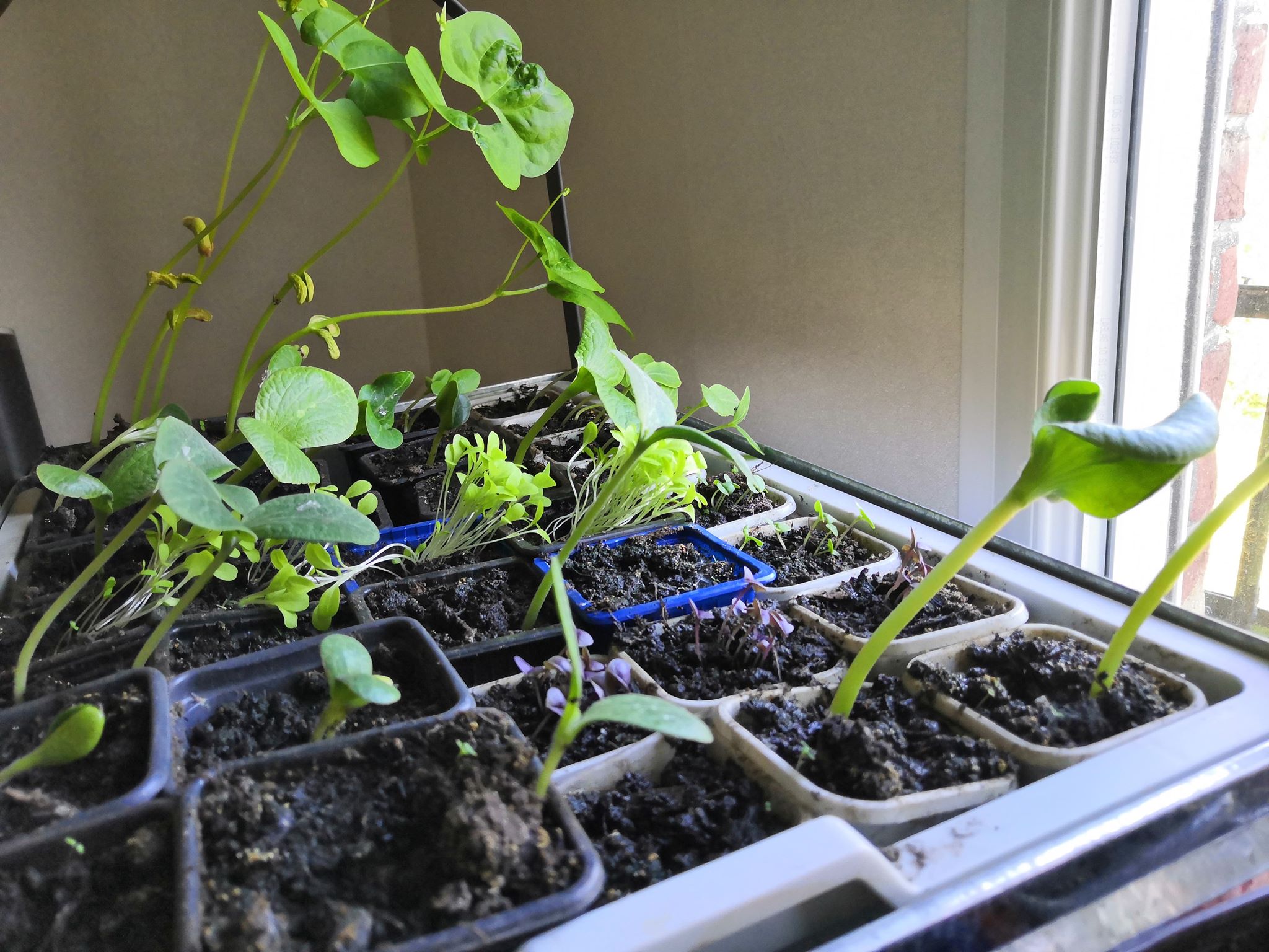 Annexe semis 25 avril 2020 oise.jpg