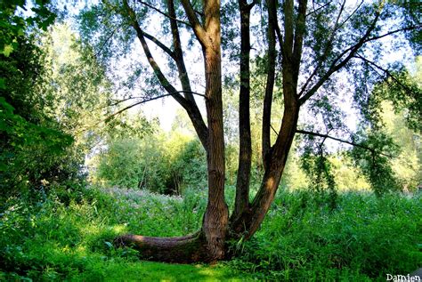 Annexe lestetardsarboricoles.fr.jpg