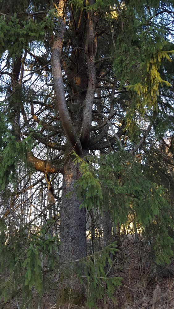 Annexe epicea bizarre - Copie.jpg