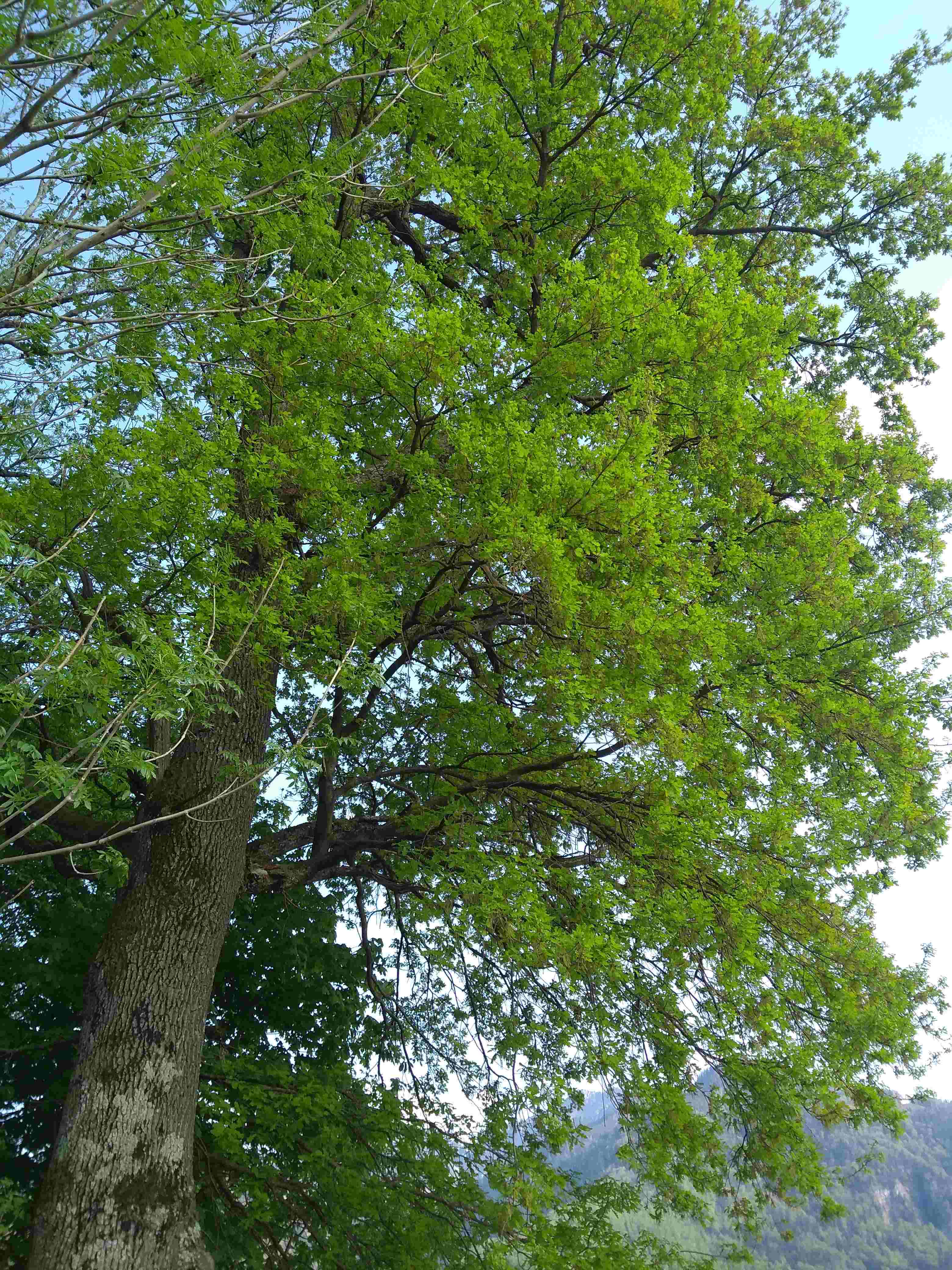 Annexe IMG_20200425_180408952-compressed.jpg