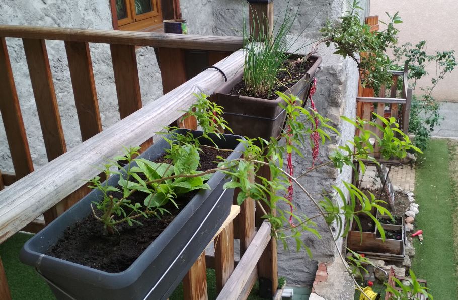 Annexe plante lumiere.JPG