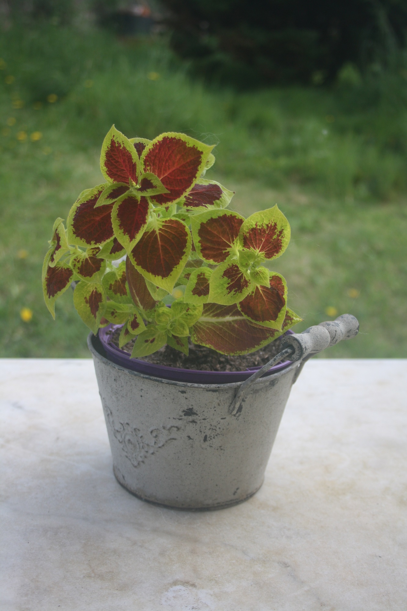 Annexe Plectranthus scutellaroides.JPG