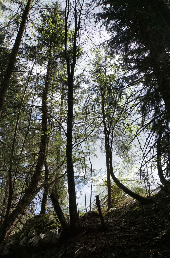 Annexe la chasse au bizarre.jpg